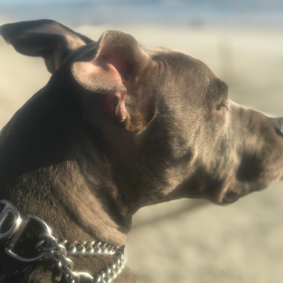 Meet your Posher, Fawn - Picture 7 of 7